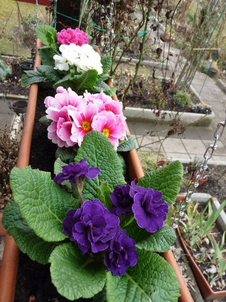  - 2018 - 01 - Primavara