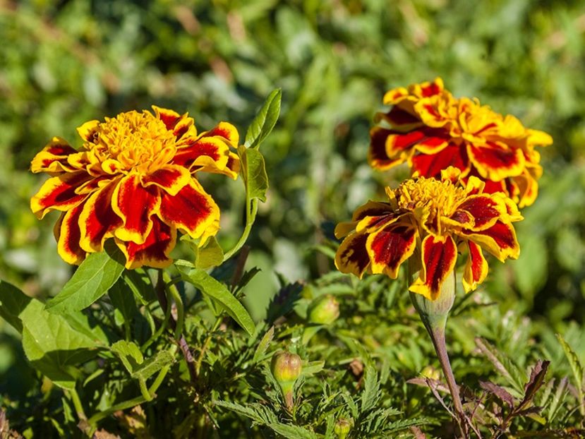 Tagetes - Crăițe - Crăițele - o floare cu multiple utilizări