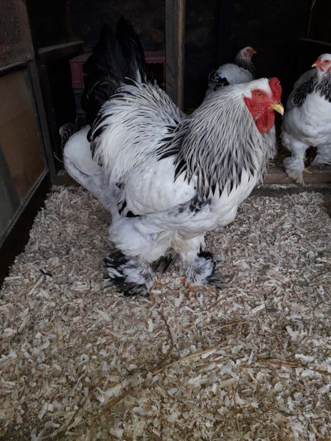  - Brahma hermimat deschis 2018