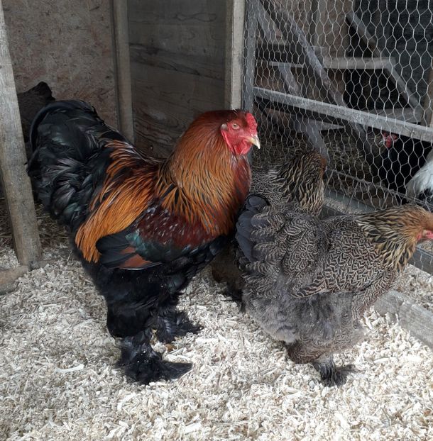  - Brahma Potărnichiu 2018