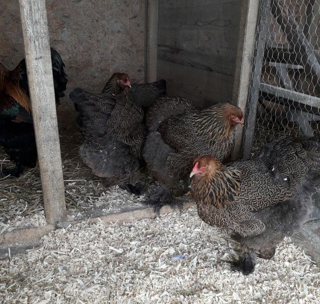  - Brahma Potărnichiu 2018