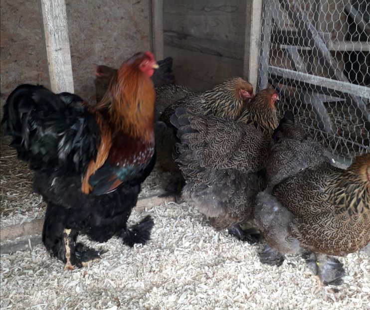  - Brahma Potărnichiu 2018