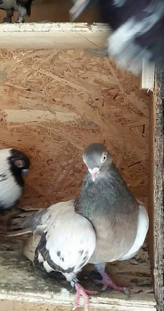 received_802337643290000-1 - 9-Dungat Romanesc