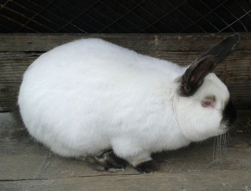 2ani - mascul 3-voinicul 5220 kg