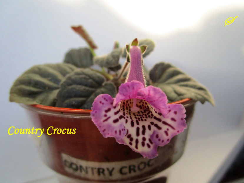 Country Crocus(11-03-2018) - Sinningii 2018