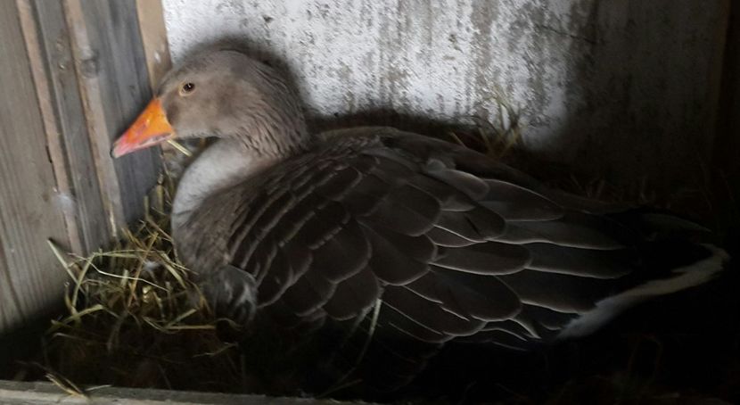 Un nou început - b-Boboci de Gâscă 2018