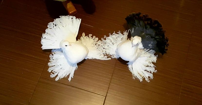  - Omski si Nordcaucazieni 2018