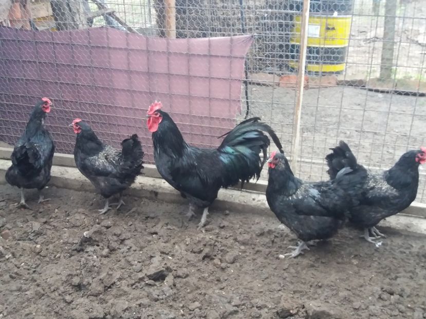  - Australorp