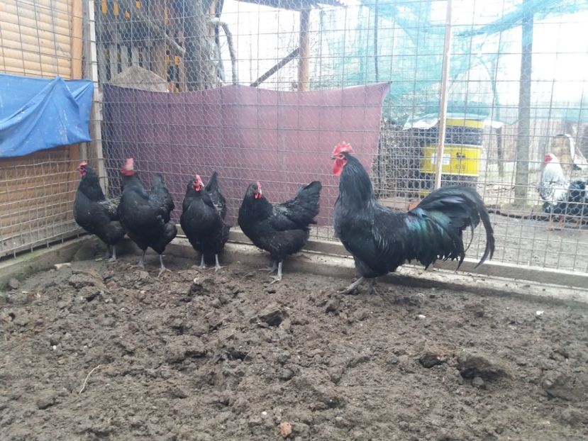  - Australorp