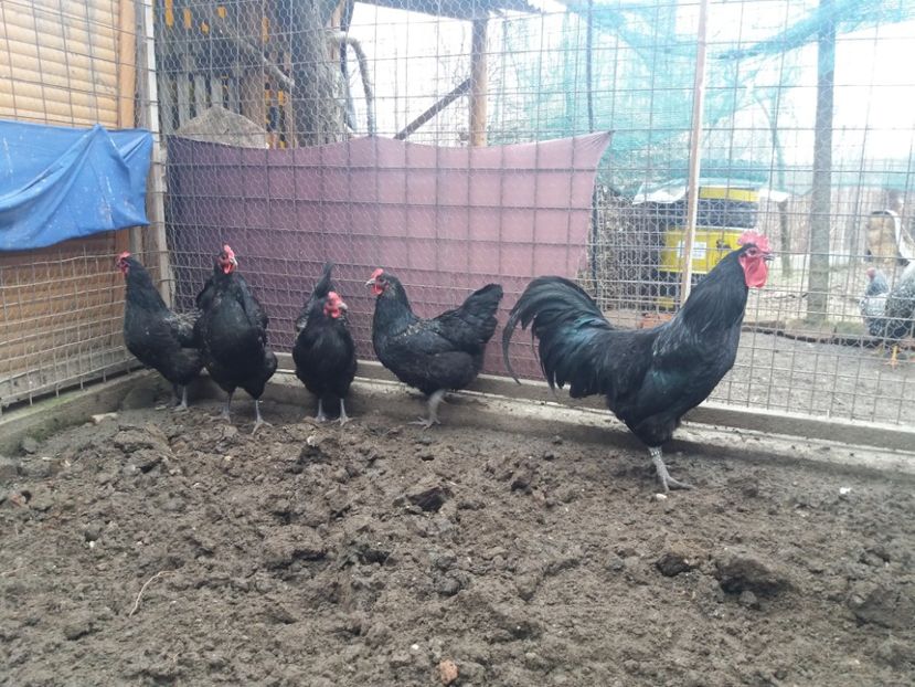  - Australorp