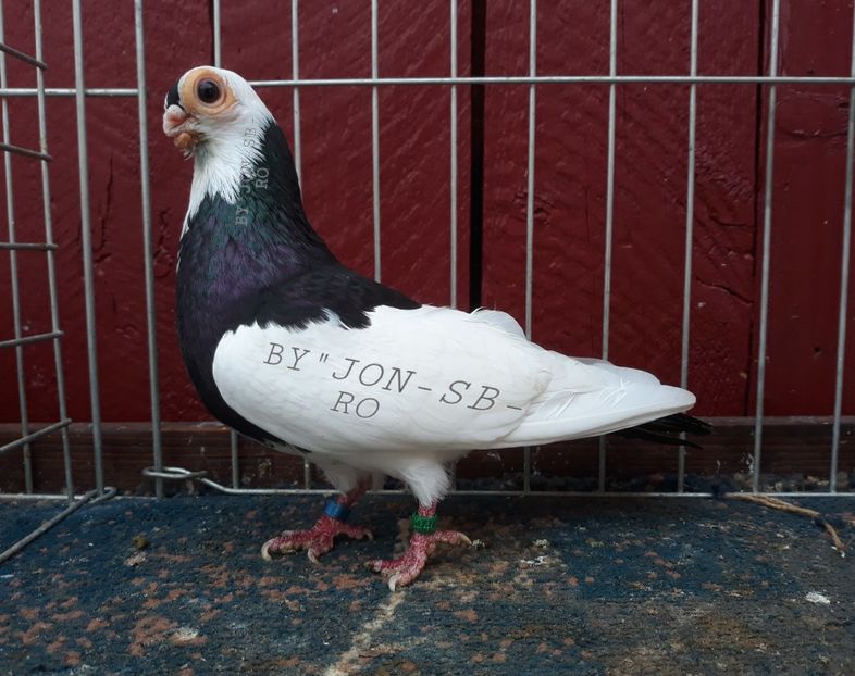 CEGLED SHORT BLACK - A--PICTURES OF MY PIGEON BREEDS
