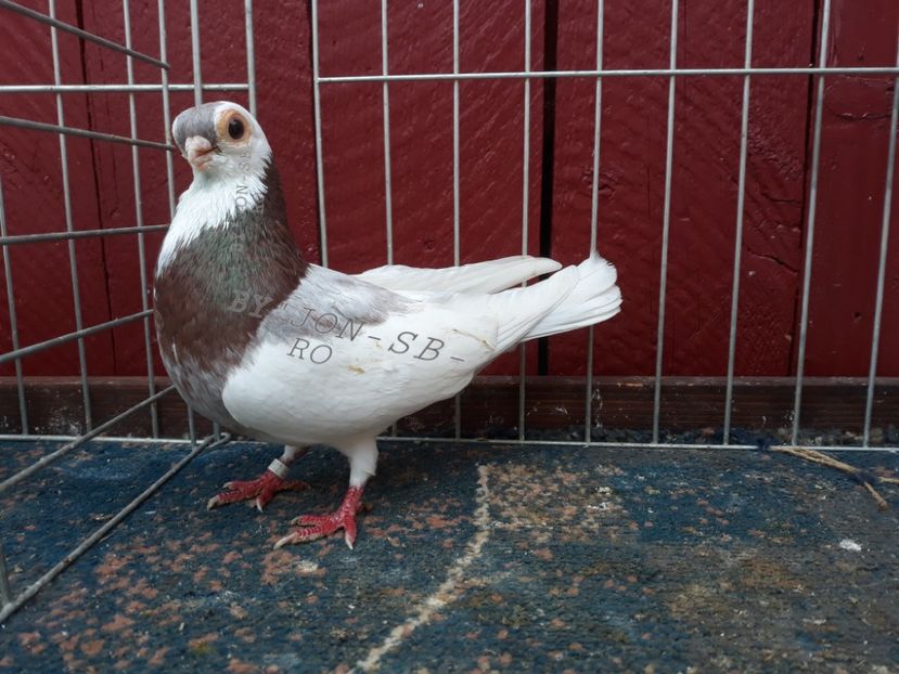 SHORT CEGLEDI - A--PICTURES OF MY PIGEON BREEDS