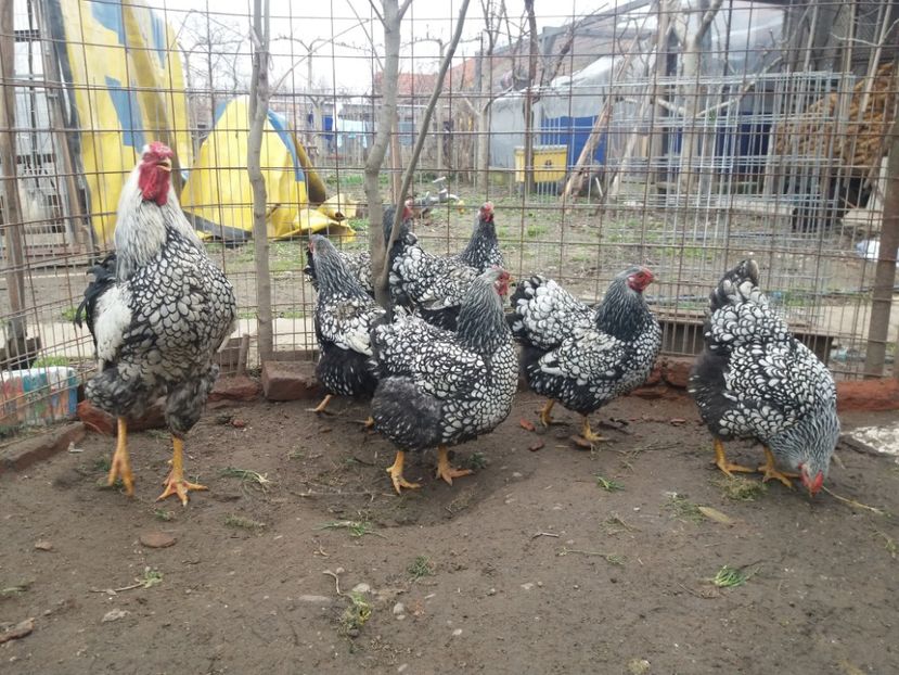  - Wyandotte mare argintiu