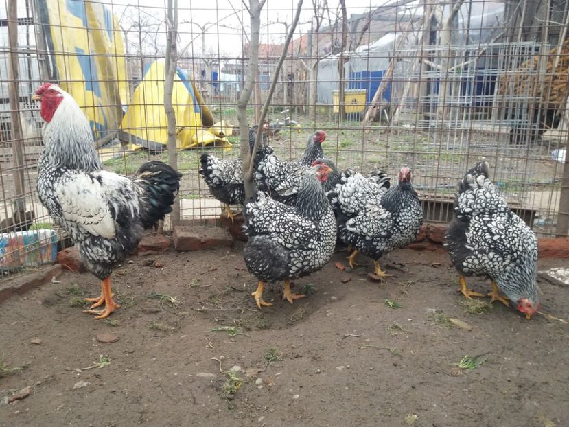  - Wyandotte mare argintiu