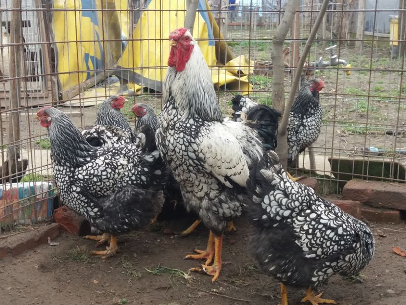  - Wyandotte mare argintiu