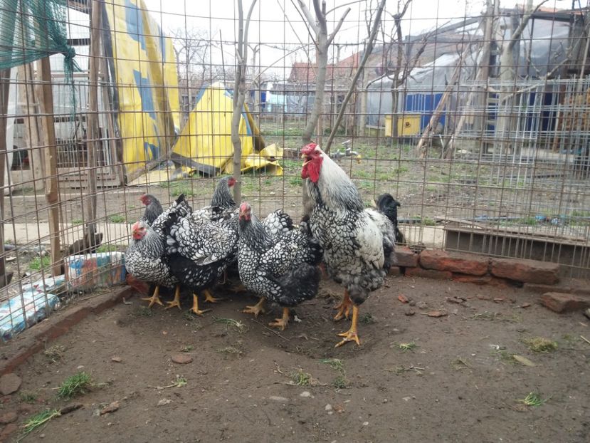  - Wyandotte mare argintiu