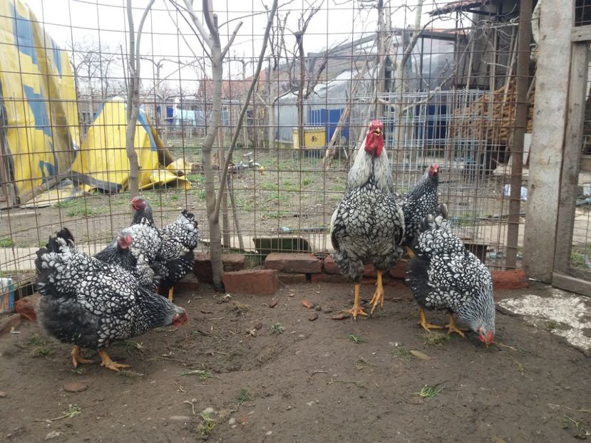  - Wyandotte mare argintiu