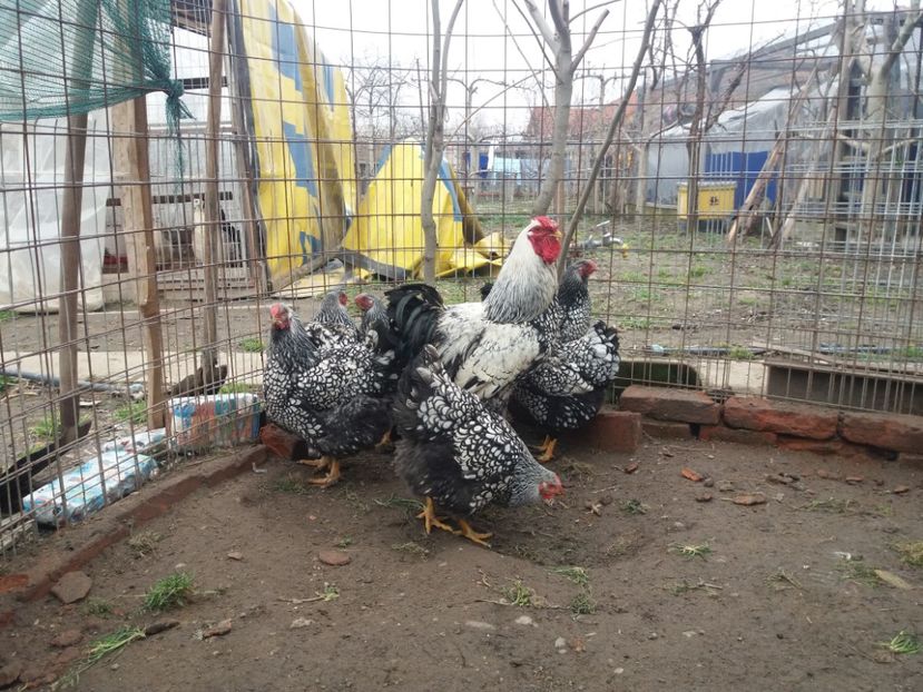  - Wyandotte mare argintiu