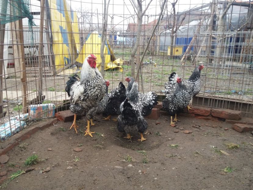  - Wyandotte mare argintiu