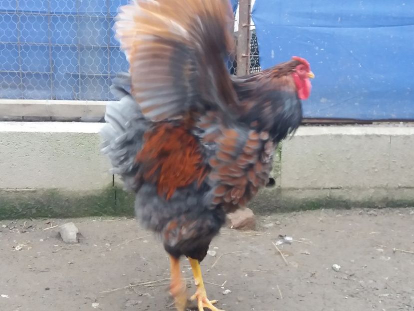  - Wyandotte mare rosu-albastru