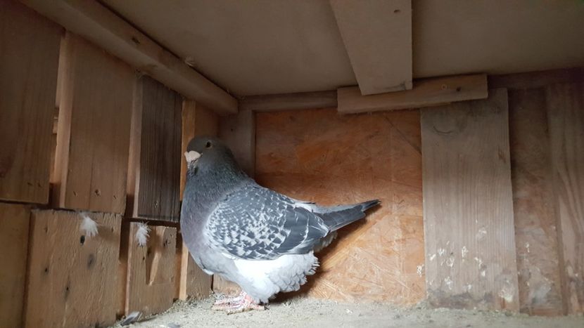  - Matca Masculi 2018