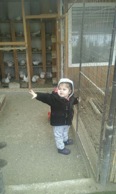 IMG-20180311-WA0007 - Cel mai mic Columbofil