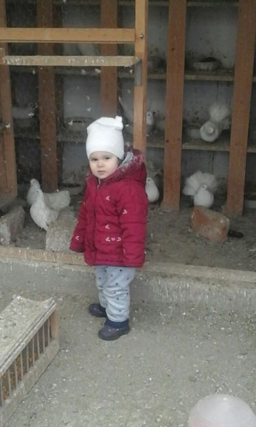 IMG-20180311-WA0003 - Cel mai mic Columbofil