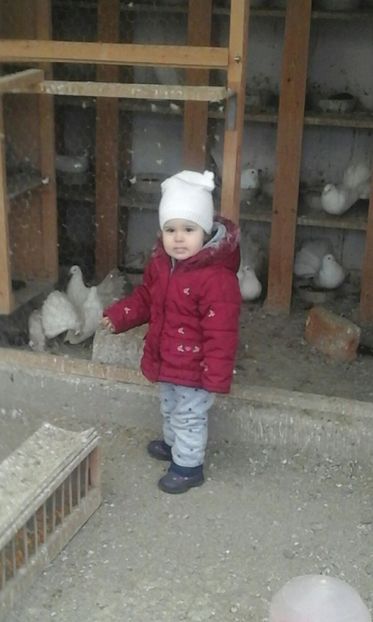 IMG-20180311-WA0002 - Cel mai mic Columbofil