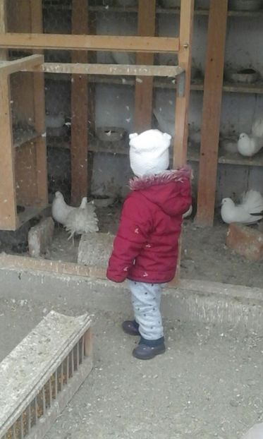 IMG-20180311-WA0000 - Cel mai mic Columbofil