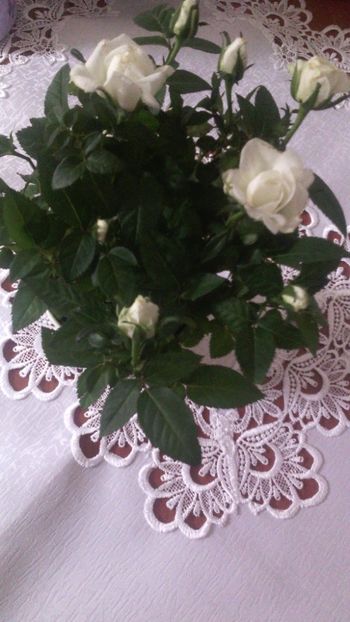  - Flori de PRIMAVARA-VARA -2018