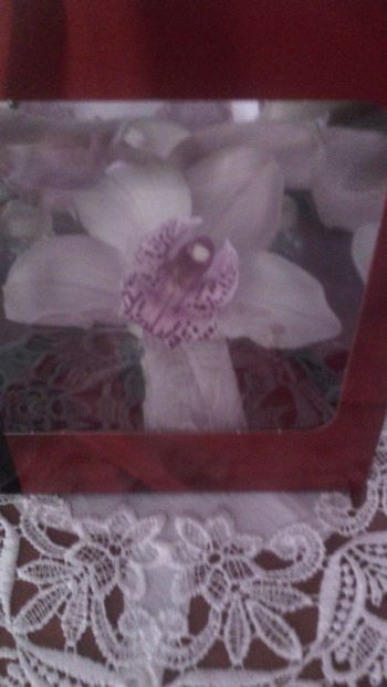  - Flori de PRIMAVARA-VARA -2018