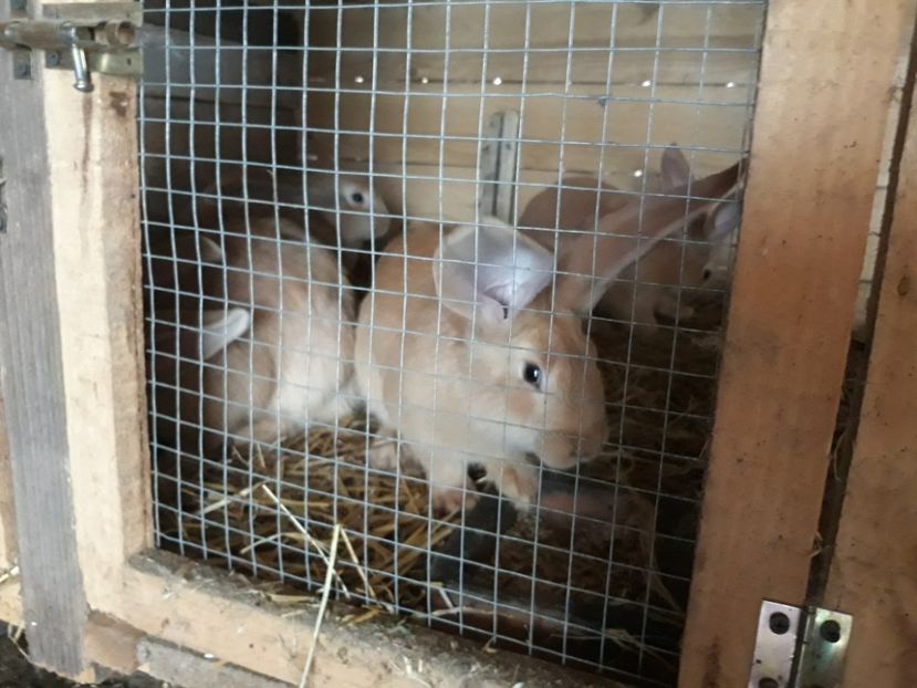  - URIAȘ GERMAN GALBEN 2018