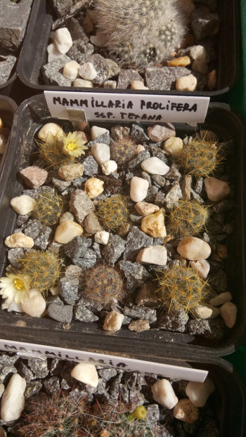 11.03.2018 - Mammillaria prolifera ssp texana