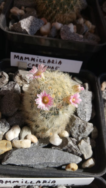 11.03.2018 - Mammillaria carmenae hb