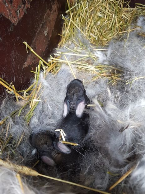 2 pui - Cuib din 09 03 2018