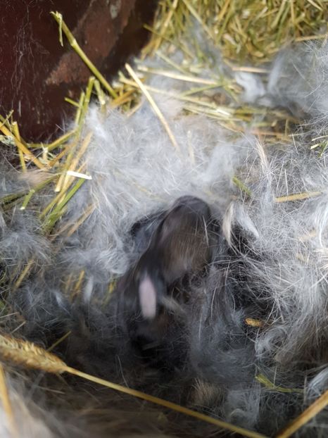  - Cuib din 09 03 2018