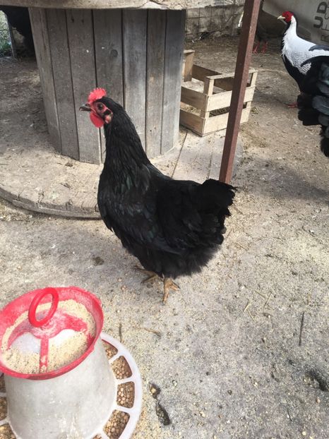  - Găini Australorp