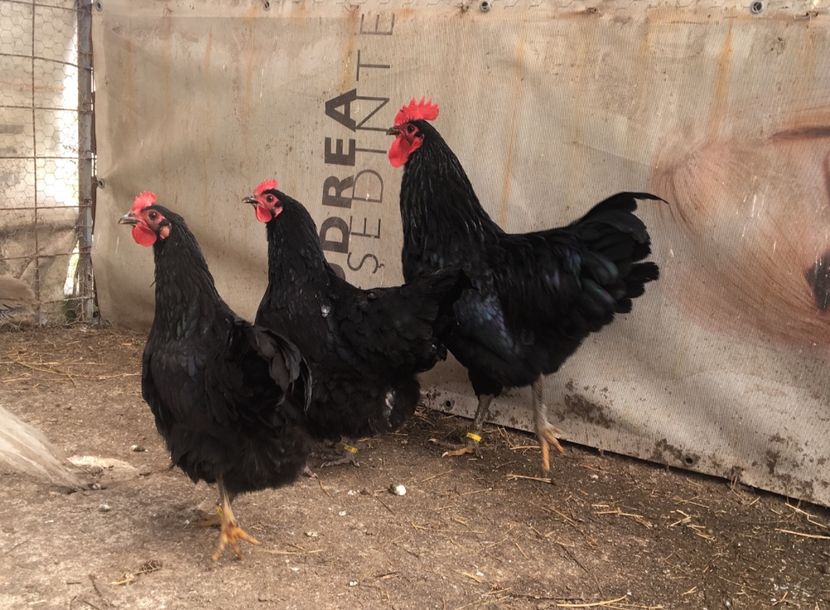  - Găini Australorp