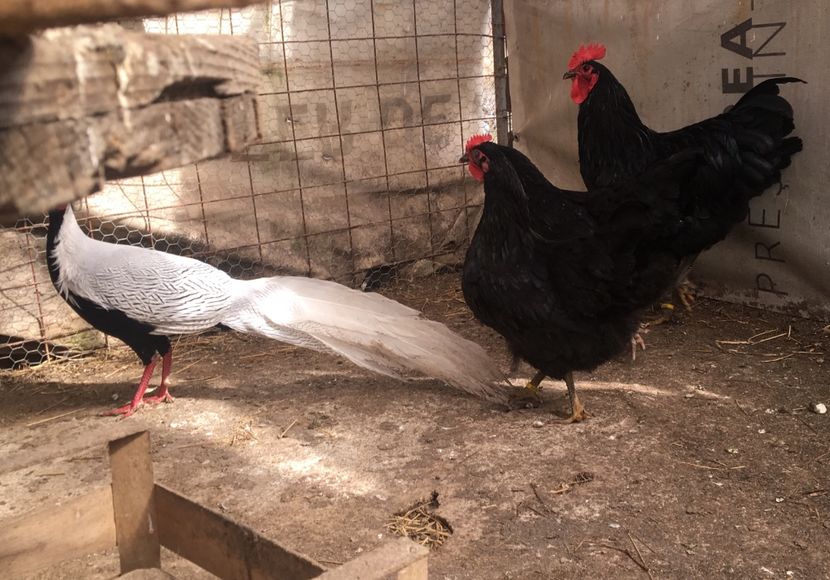  - Găini Australorp