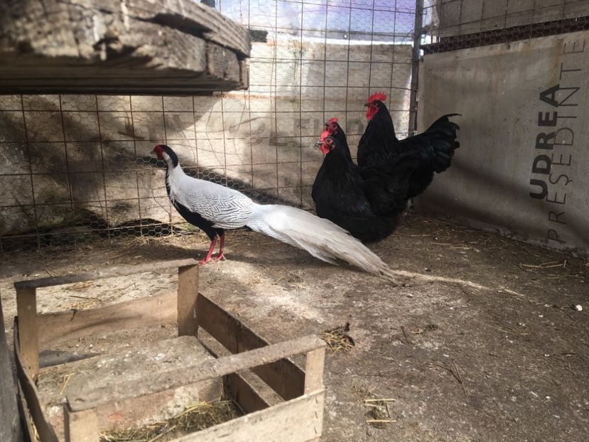  - Găini Australorp