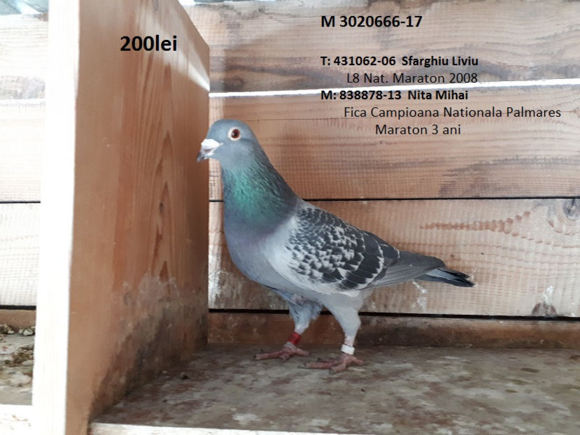 666-17 New - 5 VANZARE  MATURI