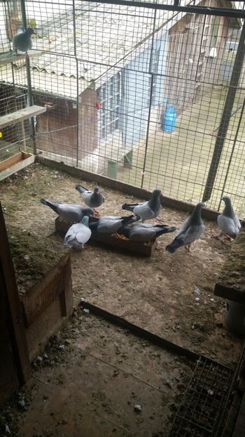  - b- albastri fara dungi