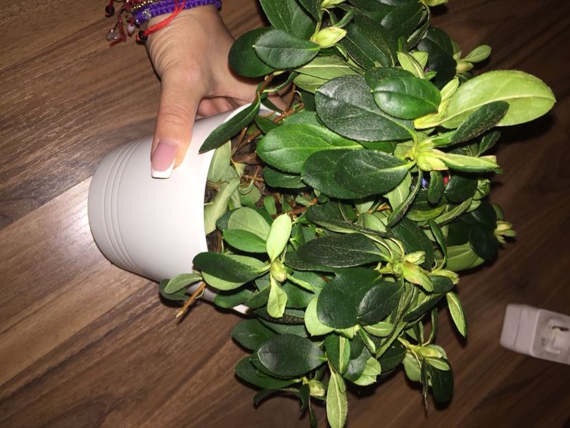 c7aed6a5-02a3-49e1-a4bf-9b8d83359307 - FLORILE MELE 2018