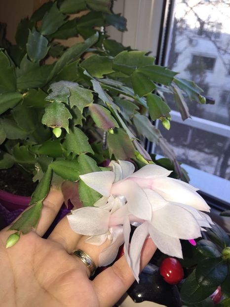 175cd05a-f759-4ed9-9acb-7b5f4899dfc4 - FLORILE MELE 2018