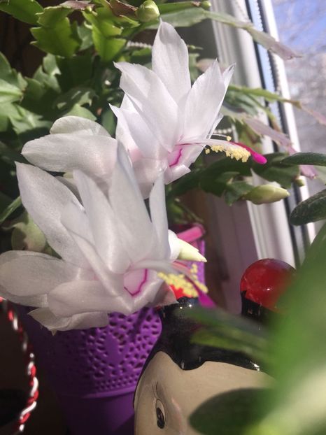 419ba06e-2965-43bd-affa-92a867449bac - FLORILE MELE 2018