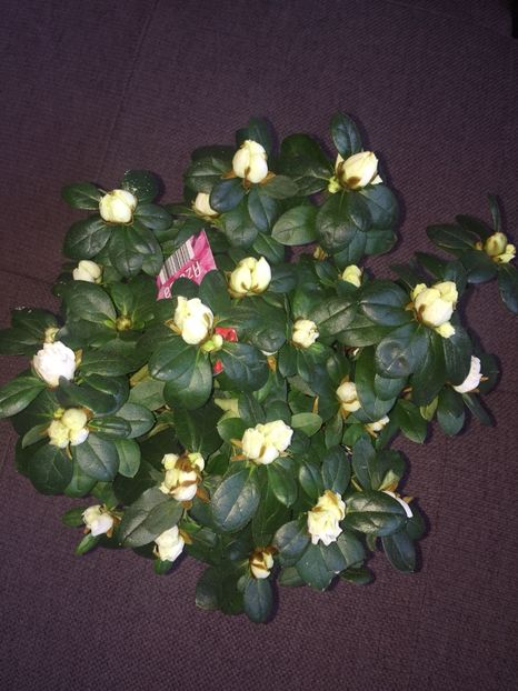 ce8cc0d2-3050-4856-bac3-941d2a5d83a9 - FLORILE MELE 2018