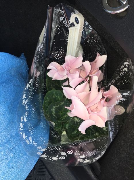 650e36a1-186b-4fca-a399-737a95bb4255 - FLORILE MELE 2018