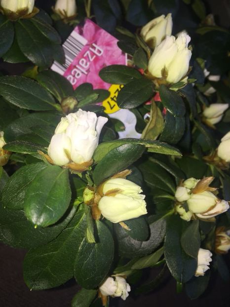 ee64b84a-0f6c-4797-8437-6dc2d30dbed5 - FLORILE MELE 2018