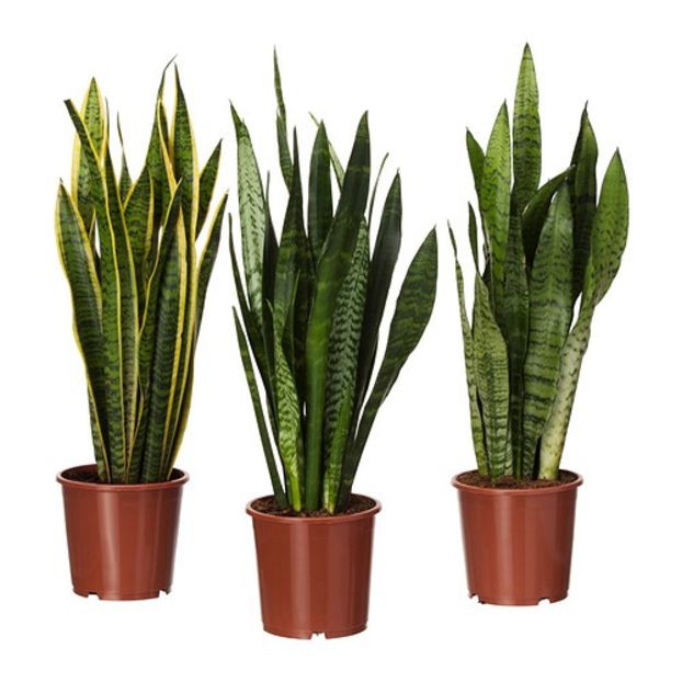 sansevieria-trifasciata-potted-plant__0237399_PE376787_S4 - Imi doresc