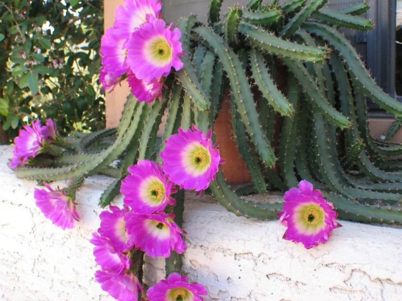 Echinocereus-pentalophus-Lady-Finger-Cactus1 - Imi doresc